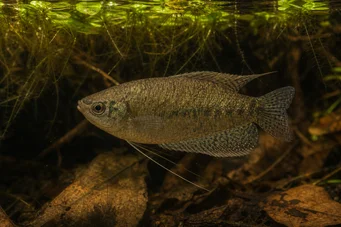 Belontia signata Ceylon makropod