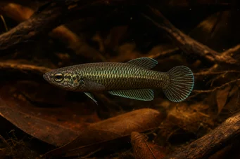 Betta bellica Harcos