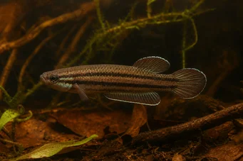 Betta trifasciata (Harcos)