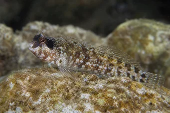 Blennius nigriceps (Fekete fejű)