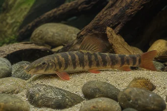 Botia rubripinnis (Zöld loche)