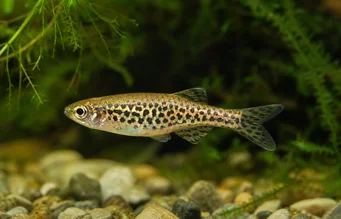 Brachydanio frankei