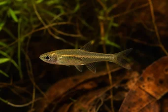 Brittanichthys myersi (Myers vér tetra)