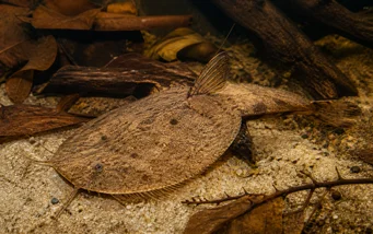 Bunocephalus kneri (Bandói halak)