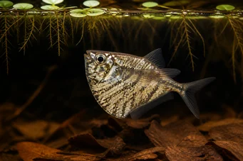 Carnegiella strigata strigata (Márványozott)