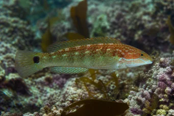 Centrolabus melops (Általános crenilabre)
