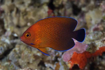 Centropyge ferrugatus (Rozsdamentes angyal)