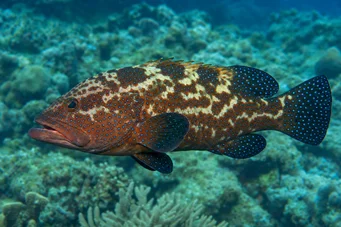 Cephalopholis urodelus Fűrészes sügér