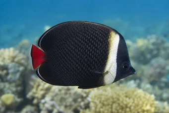 Chaetodon collare (Chaetodon collare)