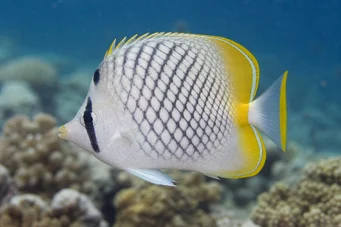 Chaetodon decussatus (Chétodon hamis vagabond)