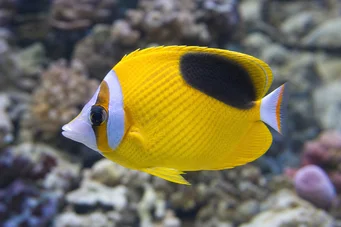 Chaetodon ephippium (Fekete folt papillon halak)