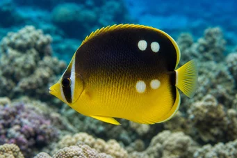 Chaetodon quadrimaculatus (Négy folt)