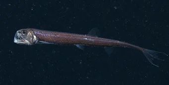 Chauliodus sloani (Haditengerészeti vipera)