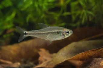 Cheirodon parahybae