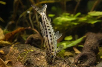 Chilodus punctatus (Fejjel lefelé)