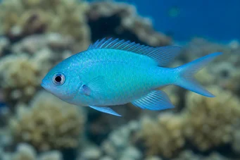 Chromis caerulea (Zöld króm)