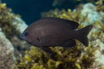 Chromis chromis (Kastélyos)