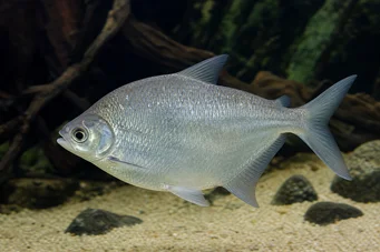 Citharinus citharus (Magas hátsó szar)