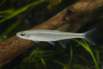 Coelurichthys tenuis (Tetra tartott, Tetra-Barberos)