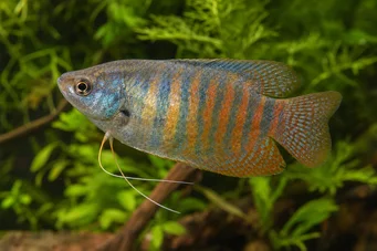 Colisa fasciata Óriási csomag