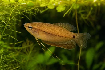 Colisa sota (Mézes gourami)
