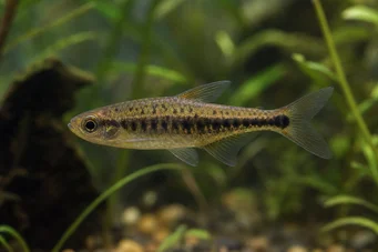 Copeina guttata (Piros copéina)