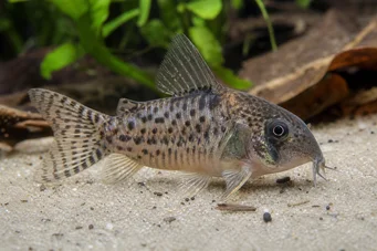 Corydoras latus (Corydoras reflexióval)