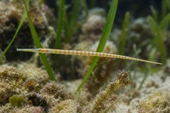 Corythoichthys flavofasciastus (Sárga bandefish halak)