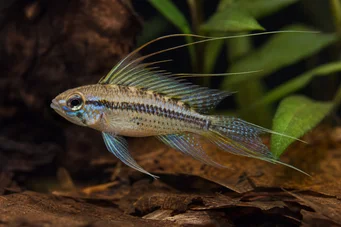 Crenicara filamentosa (Rácsos cichlid)