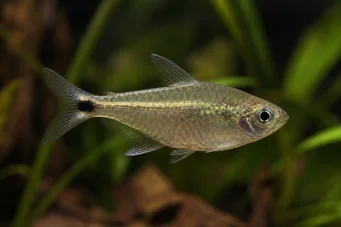 Ctenobrycon spilurus hauxwellianus (Karakter magas hátral)