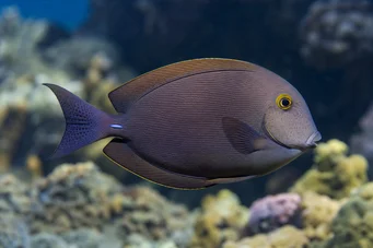 Ctenochaetus strigosus (Kúp)