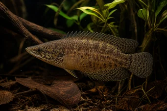 Ctenopoma oxyrhynchus (Páva)