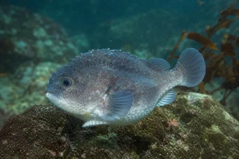 Cyclopterus lumpus