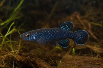 Cynolebias nigripinnis (Argentin gyöngy fekete uszonyokkal)