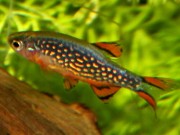 Danio margaritatus Danio Galaxy