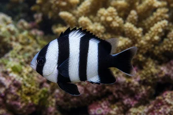 Dascyllus melanurus (Fekete farkú hölgy)