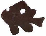 Dascyllus trimaculatus Három folt