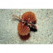 Dendrochirus brachypteru... Törpe