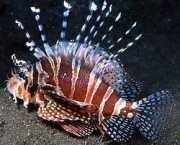 Dendrochirus zebra Törpe pontszám