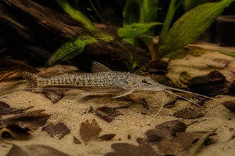 Dianema longibarbis