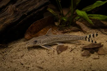 Dianema urostriata