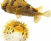 Diodon holocanthus Tüskés fúvó