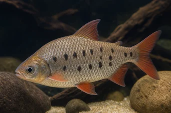 Distichodus decemmaculatus Törpe distichodus