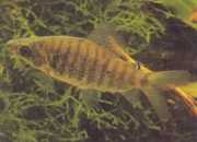 Distichodus fasciolatus Szürke csíkos kerület