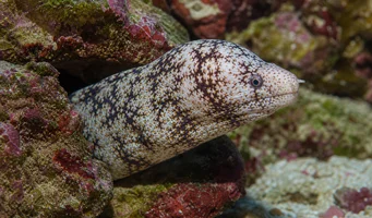 Echidna nebulosa