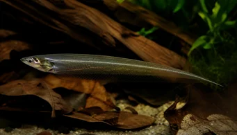 Eigenmannia virescens Üvegkés halak