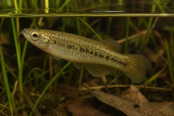 Fundulus chrysotus Killi arany fülekkel