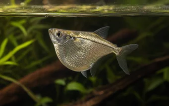 Gasteropelecus sternicla (Ezüst)