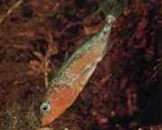 Gasterosteus aculeatus linne Tüskés pikó