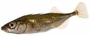 Gasterosteus aculeatus Három -belekötött epinoche